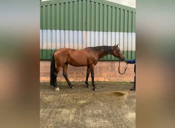 Oldenburg-International (OS), Mare, 15 years, Brown