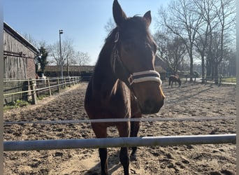 Oldenburg-International (OS), Mare, 16 years, 16 hh, Brown
