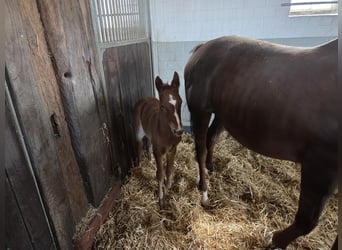 Oldenburg-International (OS), Mare, 16 years, 16,2 hh, Chestnut