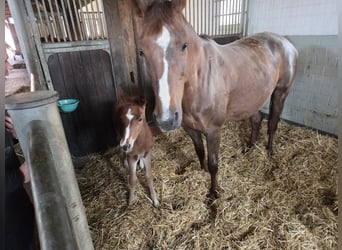 Oldenburg-International (OS), Mare, 16 years, 16,2 hh, Chestnut