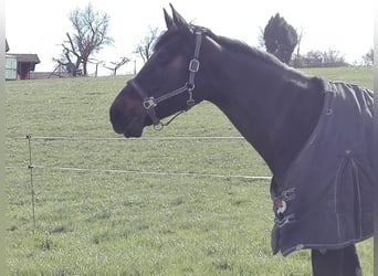 Oldenburg-International (OS), Mare, 17 years, 16.2 hh, Bay-Dark