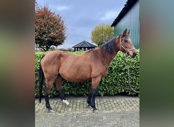 Oldenburg-International (OS), Mare, 17 years, 16.2 hh, Brown