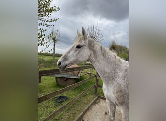 Oldenburg-International (OS), Mare, 18 years, 15,2 hh, Grey-Fleabitten