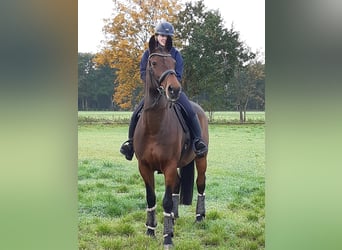 Oldenburg-International (OS), Mare, 18 years, 16,1 hh, Brown