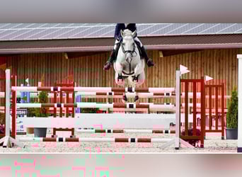 Oldenburg-International (OS), Mare, 18 years, 16,3 hh, Gray