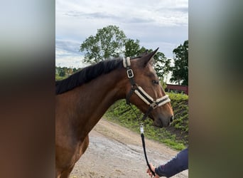 Oldenburg-International (OS), Mare, 19 years, 16.1 hh, Brown