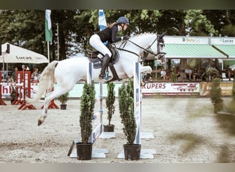 Oldenburg-International (OS), Mare, 19 years, 16 hh, Grey