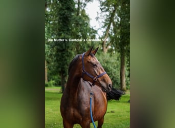 Oldenburg-International (OS), Mare, 1 year, 12,2 hh, Bay-Dark