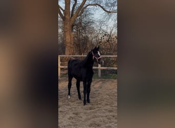Oldenburg-International (OS), Mare, 1 year, 16.2 hh, Can be white