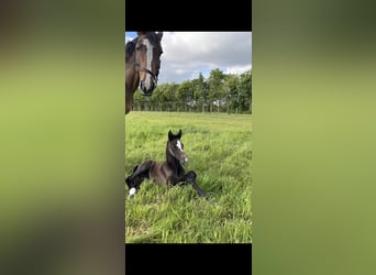 Oldenburg-International (OS), Mare, 1 year, 16.2 hh, Can be white