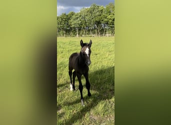 Oldenburg-International (OS), Mare, 1 year, 16.2 hh, Can be white
