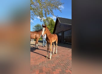 Oldenburg-International (OS), Mare, 1 year, 16.3 hh, Chestnut-Red