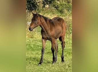 Oldenburg-International (OS) Mix, Mare, 1 year, 16 hh, Brown