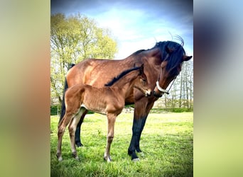 Oldenburg-International (OS), Mare, 1 year, 17 hh, Brown