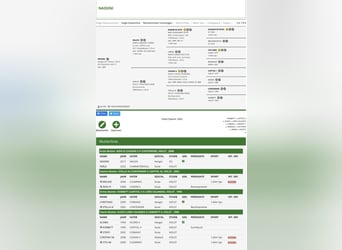 Oldenburg-International (OS), Mare, 1 year, 17 hh, Brown