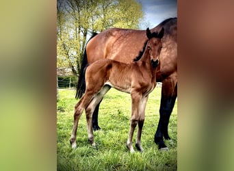 Oldenburg-International (OS), Mare, 1 year, 17 hh, Brown