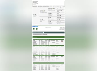 Oldenburg-International (OS), Mare, 1 year, 17 hh, Brown