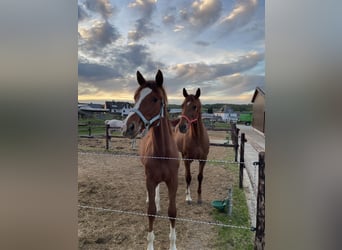 Oldenburg-International (OS), Mare, 1 year, 17 hh, Chestnut-Red