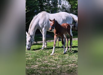 Oldenburg-International (OS), Mare, 20 years, 16 hh, Grey-Dapple