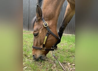 Oldenburg-International (OS), Mare, 22 years, 17 hh, Brown