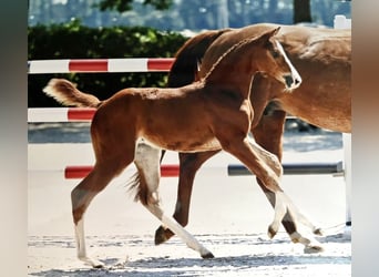 Oldenburg-International (OS), Mare, 2 years, 15.1 hh, Chestnut