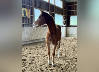 Oldenburg-International (OS), Mare, 2 years, 15,1 hh, Chestnut-Red