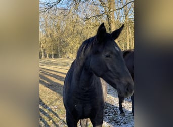 Oldenburg-International (OS), Mare, 2 years, 16.3 hh, Gray-Dark-Tan