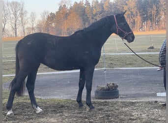 Oldenburg-International (OS), Mare, 2 years, 16.3 hh, Gray-Dark-Tan