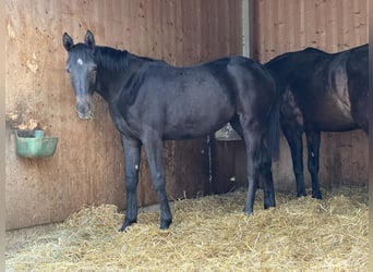 Oldenburg-International (OS), Mare, 2 years, 16.3 hh, Gray-Dark-Tan