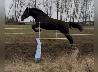 Oldenburg-International (OS), Mare, 2 years, 16.3 hh, Gray-Dark-Tan