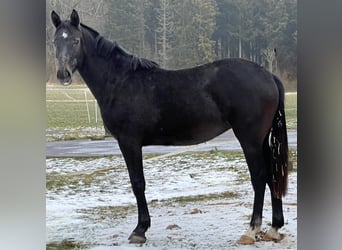 Oldenburg-International (OS), Mare, 2 years, 16.3 hh, Gray-Dark-Tan