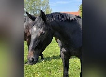 Oldenburg-International (OS), Mare, 2 years, 16.3 hh, Gray-Dark-Tan
