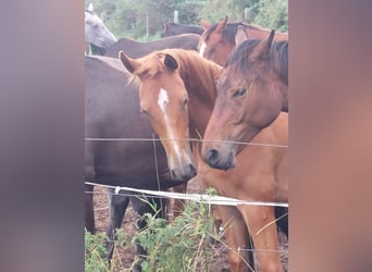 Oldenburg-International (OS), Mare, 2 years, 16 hh, Chestnut-Red