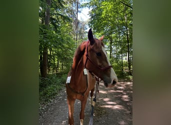Oldenburg-International (OS), Mare, 2 years, 16 hh, Chestnut