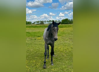 Oldenburg-International (OS), Mare, 2 years, 16 hh, Grey