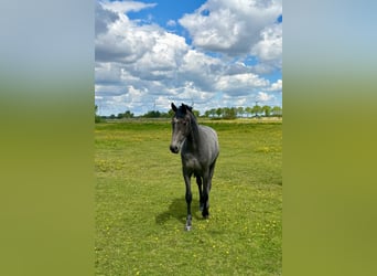 Oldenburg-International (OS), Mare, 2 years, 16 hh, Grey