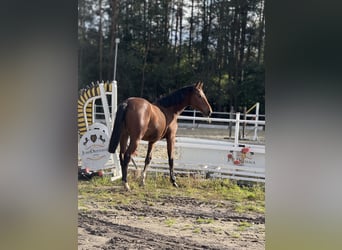 Oldenburg-International (OS), Mare, 2 years, 16,2 hh, Bay
