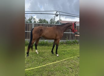 Oldenburg-International (OS), Mare, 2 years, 16,2 hh, Brown