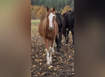 Oldenburg-International (OS), Mare, 2 years, Chestnut-Red