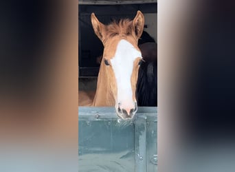 Oldenburg-International (OS), Mare, 2 years, Chestnut-Red