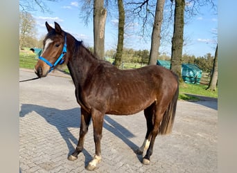 Oldenburg-International (OS), Mare, 3 years, 15.2 hh, Bay-Dark