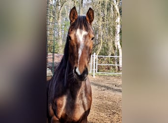 Oldenburg-International (OS), Mare, 3 years, 15.2 hh, Bay-Dark