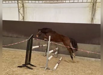 Oldenburg-International (OS), Mare, 3 years, 15.2 hh, Bay-Dark