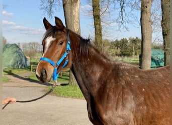 Oldenburg-International (OS), Mare, 3 years, 15.2 hh, Bay-Dark