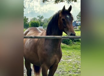 Oldenburg-International (OS), Mare, 3 years, 15.2 hh, Brown