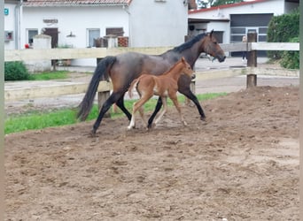 Oldenburg-International (OS), Mare, 3 years, 15.2 hh, Chestnut-Red