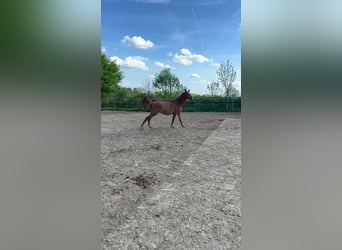 Oldenburg-International (OS), Mare, 3 years, 15.2 hh, Chestnut-Red