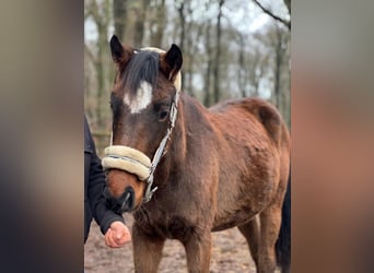 Oldenburg-International (OS), Mare, 3 years, 15.3 hh, Brown