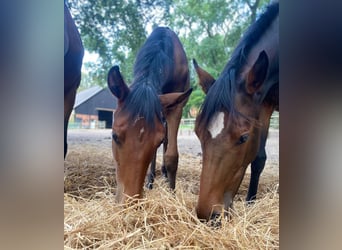 Oldenburg-International (OS), Mare, 3 years, 15.3 hh, Brown
