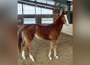 Oldenburg-International (OS), Mare, 3 years, 15,1 hh, Chestnut-Red